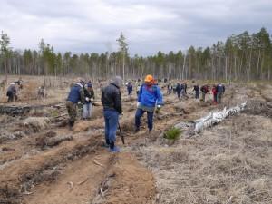 Посадка леса