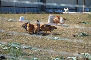 Фермерское хозяйство Михаила Шкляра куры