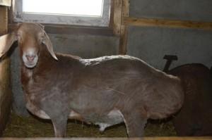 Фермерское хозяйство Дмитриева