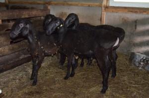 Фермерское хозяйство Дмитриева