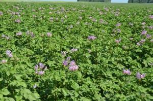 Картофель Ред Скарлет