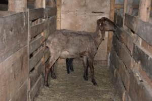 Фермерское хозяйство Дмитриева