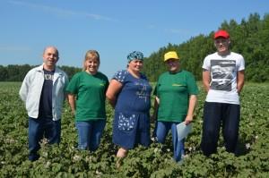 Специалисты занимаются апробацией картофеля