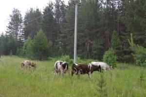 Фермерское хозяйство Дмитриева