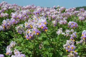 Ирбитский картофель