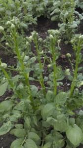 Больная картошка