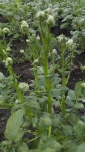 Больная картошка