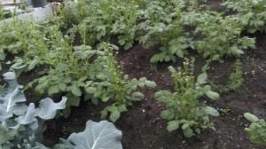 Больная картошка