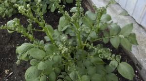 Больная картошка