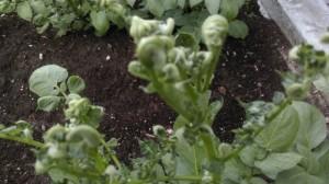 Больная картошка