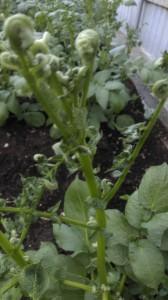 Больная картошка