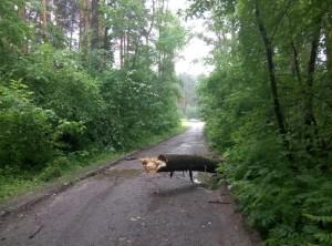 упавшее дерево Воробьевка