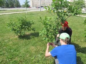 Трудовой лагерь ЦДТТ