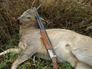 Убитая косуля, охота на косулю