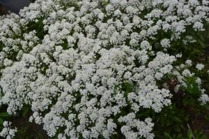 Усадьба цветы