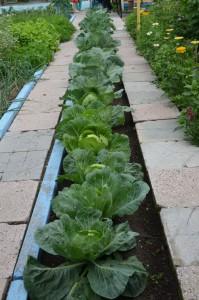 Усадьба капуста