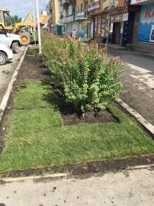 газон в Сысерти