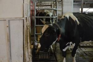 Агрофирма Никольская