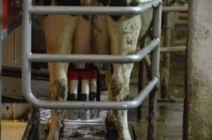 Агрофирма Никольская