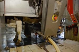 Агрофирма Никольская