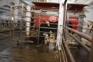 Агрофирма Никольская