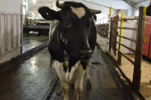 Агрофирма Никольская Корова