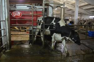 Агрофирма Никольская