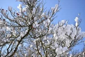 кусты зимой