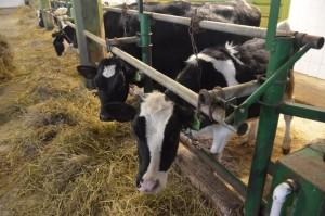 На ферме Бондарева