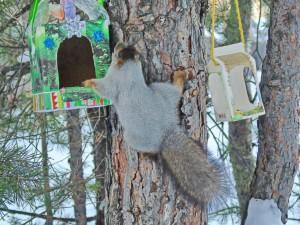 Белка в Большом Истоке