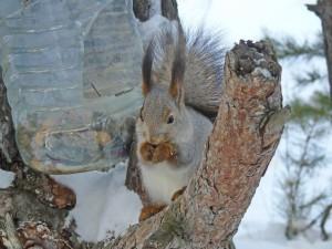 Белка в Большом Истоке