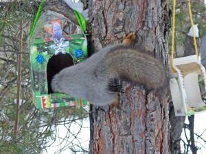 Белка в Большом Истоке