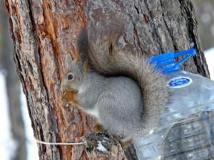 Белка в Большом Истоке