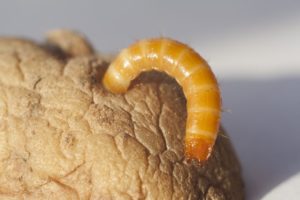 проволочник усадьба