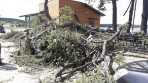 Рухнуло дерево