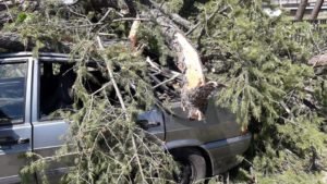 Рухнуло дерево