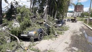 Рухнуло дерево