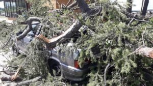 Рухнуло дерево