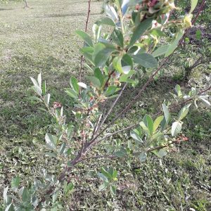 Огород усадьба