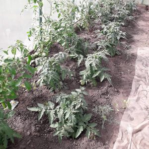 Огород усадьба томаты