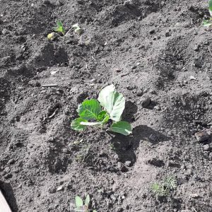 Огород усадьба капуста