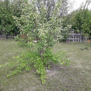 Огород усадьба