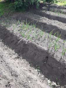 Огород Усадьба лук зеленый