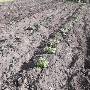 Огород усадьба картофель