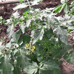 Огород усадьба Томаты