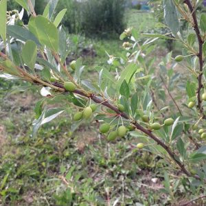 Огород усадьба