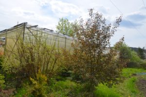 Питомник Лебедевых