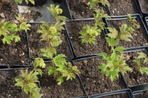 Питомник Лебедевых