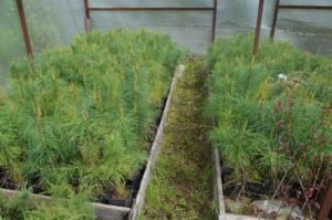 Питомник Лебедевых