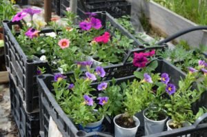 Питомник Лебедевых